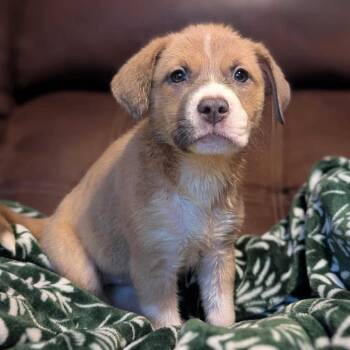Big Red -  Pit Bull Terrier and Mixed Breed Dog for Adoption in Buffalo, Minnesota - Big Red | PetCurious