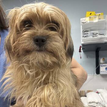 Yorkshire Terrier Dogs Available for Adoption - Chewy | PetCurious