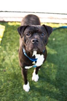 Mixed Breed Dogs Available for Adoption in Dallas, Texas - NINA | PetCurious