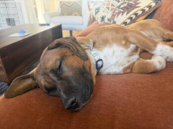 Basset Hound and Mixed Breed Dogs Available for Adoption - Goldie | PetCurious