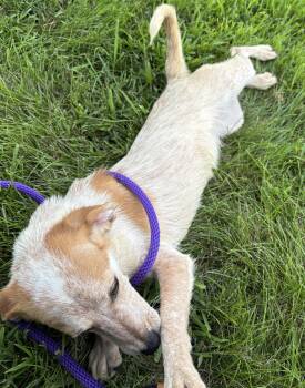Louise -  Beagle Dog for Adoption in Dixon, Illinois - Louise | PetCurious