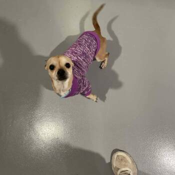 Chihuahua Dogs Available for Adoption - Peanut | PetCurious
