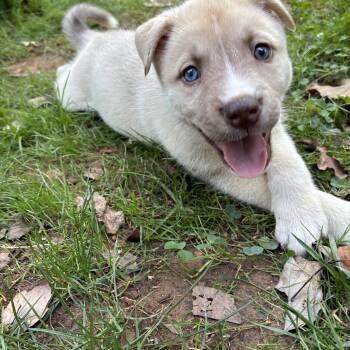 Timmy -  Anatolian Shepherd and Basenji Dog for Adoption in Greensboro, North Carolina - Timmy | PetCurious