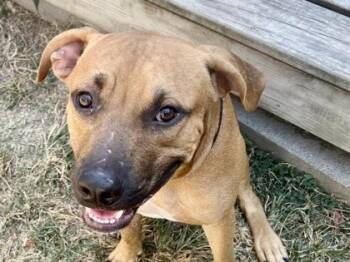 Rescue Mixed Breed Dogs for Adoption in Georgetown, Texas - Ned | PetCurious
