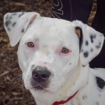 Tottie -  Boxer and American Staffordshire Terrier Dog for Adoption in Huntley, Illinois - Tottie | PetCurious