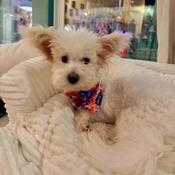 Lida Bida Boda Butt - San Antonio -  Terrier Dog for Adoption in Houston, Texas - Lida Bida Boda Butt - San Antonio | PetCurious