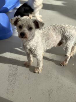 Rescue Terrier Dogs for Adoption in Los Angeles, California - Benson | PetCurious