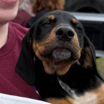 Mixed Breed Dogs Available for Adoption in Rockville, Maryland - Winston | PetCurious