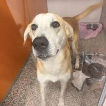 Megaman -  Yellow Labrador Retriever and Mixed Breed Dog for Adoption in Salt Lake City, Utah - Megaman | PetCurious