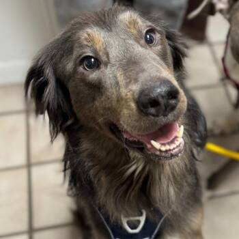 Rescue Flat Coated Retriever Dogs for Adoption in Lawton, Oklahoma - CHEWBAKA (BEAR) SKYWALKER | PetCurious