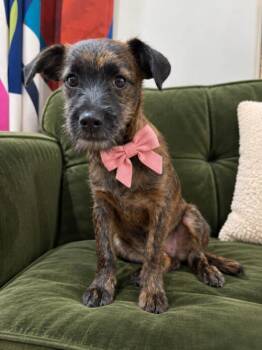 Strudel Cinnamon Swirl Pastry -  Cairn Terrier and Brussels Griffon Dog for Adoption in Friendswood, Texas - Strudel Cinnamon Swirl Pastry | PetCurious