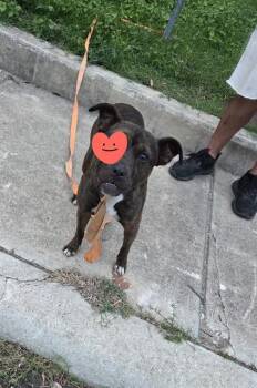 MARY -  Boxer Dog for Adoption in San Antonio, Texas - MARY | PetCurious