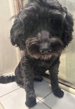 Poodle Dogs Available for Adoption in El Cajon, California - BUDDY  | PetCurious