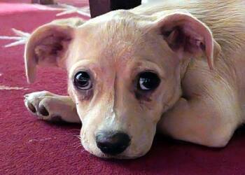 Lottie -  Chihuahua and Terrier Dog for Adoption in Bedford Hills, New York - Lottie | PetCurious