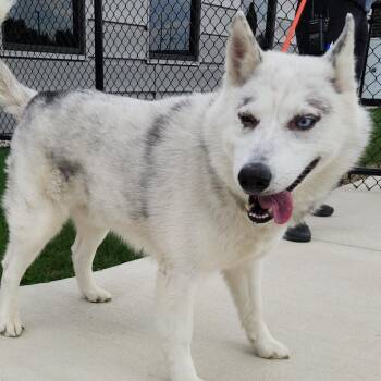 Siberian Husky Dogs Available for Adoption in Fort Wayne, Indiana - Peepaw | PetCurious