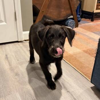 River -  Labrador Retriever Dog for Adoption in Raleigh, North Carolina - River | PetCurious