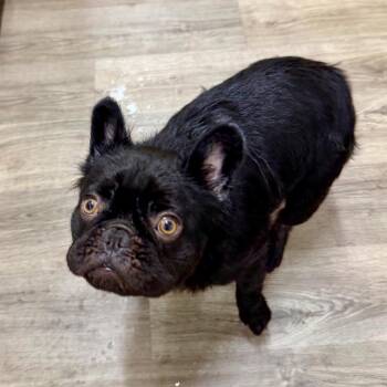 French Bulldog Dogs Available for Adoption in Opelika, Alabama - Walter | PetCurious