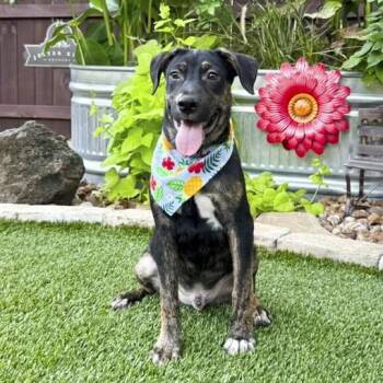 Major -  Mountain Cur and Shepherd Dog for Adoption in Fairfield, Connecticut - Major | PetCurious