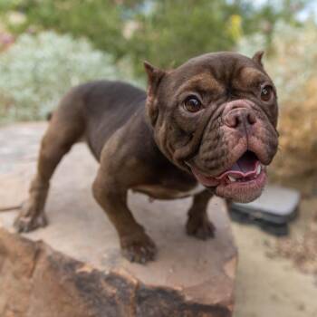 Beatrice -  French Bulldog Dog for Adoption in Palm Springs, California - Beatrice | PetCurious
