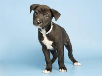 ENZO -  Pit Bull Terrier and Mixed Breed Dog for Adoption in Phoenix, Arizona - ENZO | PetCurious