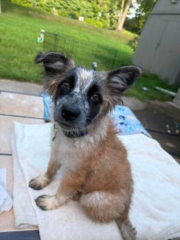 Tiara -  Australian Shepherd and Australian Cattle Dog Blue Heeler Dog for Adoption in Coldwater, Michigan - Tiara | PetCurious