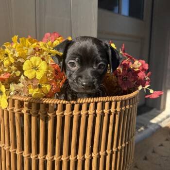 Sarah -  Vizsla and Terrier Dog for Adoption in Baton Rouge, Louisiana - Sarah | PetCurious