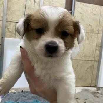 Terrier Dogs Available for Adoption - Pearl | PetCurious