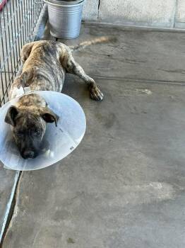 Mixed Breed Dogs Available for Adoption in Ocala, Florida - Jessie | PetCurious