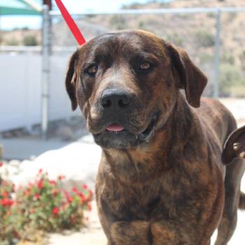Pit Bull Terrier and Rottweiler Dogs Available for Adoption in Yucca Valley, California - Bear | PetCurious
