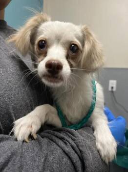 CIABATTA -  Chihuahua Dog for Adoption in Las Vegas, Nevada - CIABATTA | PetCurious