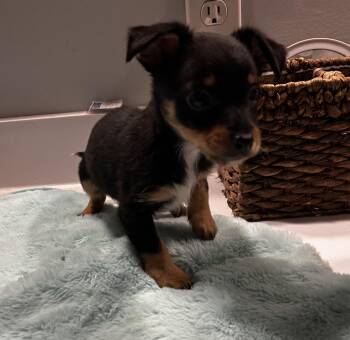 Rescue Miniature Pinscher and Yorkshire Terrier Dogs for Adoption in Brownstown, Indiana - Rip | PetCurious