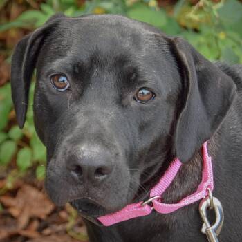 Bell -  Black Labrador Retriever and American Staffordshire Terrier Dog for Adoption in Huntley, Illinois - Bell | PetCurious