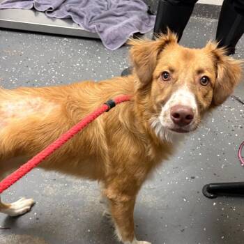 Halo -  Mixed Breed Dog for Adoption in Columbiana, Alabama - Halo | PetCurious