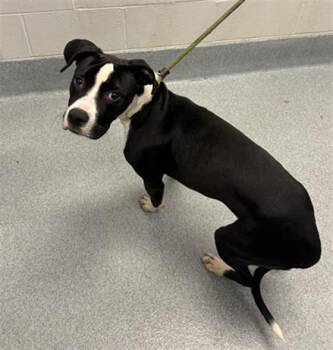 AZAR -  Pit Bull Terrier Dog for Adoption in Indianapolis, Indiana - AZAR | PetCurious