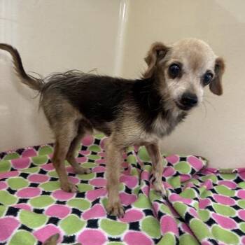 "Lindo" -  Yorkshire Terrier and Mixed Breed Dog for Adoption in Lyndhurst, Virginia - "Lindo" | PetCurious