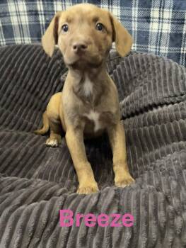 Terrier Dogs Available for Adoption in Topeka, Kansas - Breeze | PetCurious