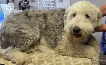 Vinny -  Old English Sheepdog Dog for Adoption in Momence, Illinois - Vinny | PetCurious