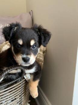 Ally -  Yorkshire Terrier and Pit Bull Terrier Dog for Adoption - Ally | PetCurious