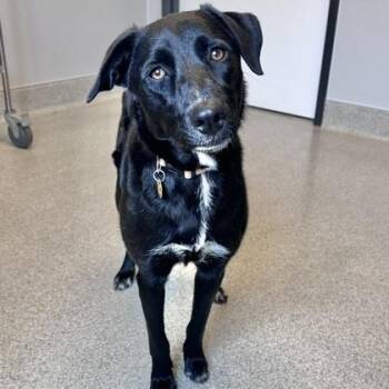 Shadow -  Mixed Breed Dog for Adoption in Lansing, Michigan - Shadow | PetCurious