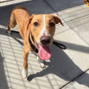 Catahoula Leopard Dog and Hound Dogs Available for Adoption - Atari | PetCurious