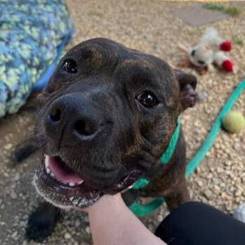 Banana Bread -  Mixed Breed Dog for Adoption in Philadelphia, Pennsylvania - Banana Bread | PetCurious