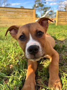 Boxer Dogs Available for Adoption - Mia | PetCurious