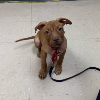 Jane Austen -  Mixed Breed Dog for Adoption in Pittsburgh, Pennsylvania - Jane Austen | PetCurious