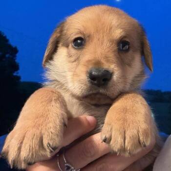 Dolinger Male Pup 5-10 -  German Shepherd Dog and Golden Retriever Dog for Adoption in Fairfax Station, Virginia - Dolinger Male Pup 5-10 | PetCurious