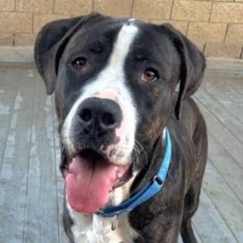 Rescue Mastiff Dogs for Adoption in Lake Forest, California - Moose - Courtesy Post | PetCurious