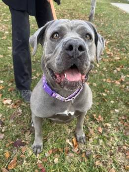 Rescue Cane Corso Dogs for Adoption in Philadelphia, Pennsylvania - Gumdrop | PetCurious