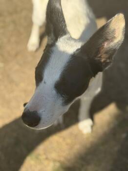 Whippet and Shepherd Dogs Available for Adoption in Bakersfield, California - Precious | PetCurious