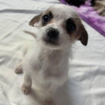 Terrier Dogs Available for Adoption in Freeport, Florida - Tee | PetCurious