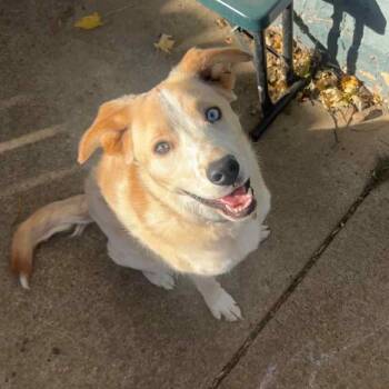 Rescue Mixed Breed Dogs for Adoption in Buffalo, Minnesota - Emmylou | PetCurious