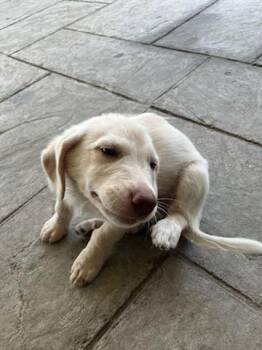 ANDRINA -  Mixed Breed Dog for Adoption in Dallas, Texas - ANDRINA | PetCurious